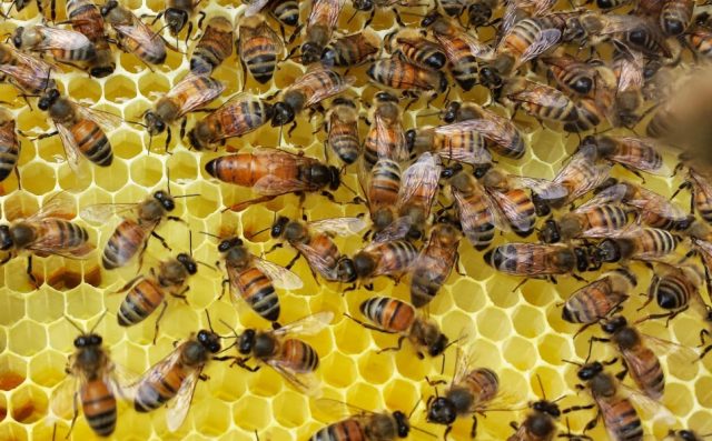 Bletërritësit mblidhen në Bilisht/ “Mjalti i parë” bën bashkë prodhuesit nga disa vende