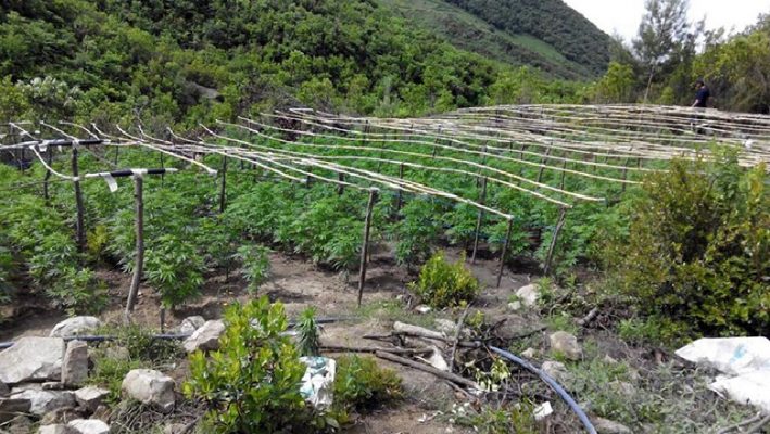 Shefa policie e kryetar njësie administrative në mesin e të arrestuar për mbjellje kanabisi