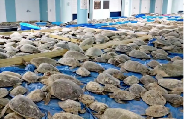 Stuhia vdekjeprurëse në Teksas/ Shpëtohen mijëra breshka