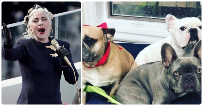 Lady Gaga ofron 500 mijë dollarë për këdo që gjen dy qentë e saj