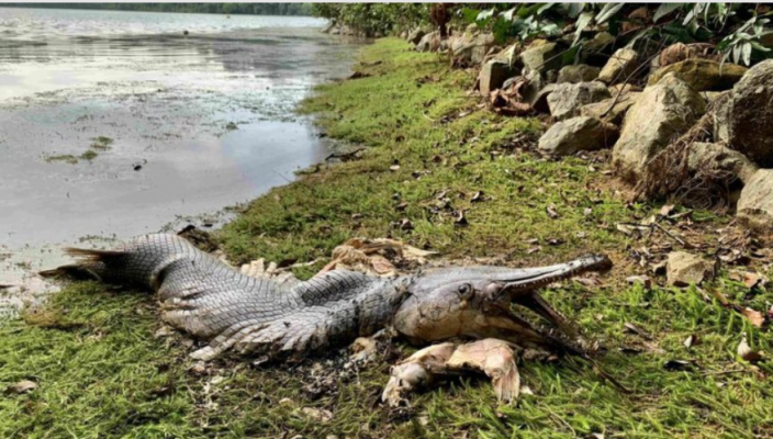 Misteri/ Peshku “parahistorik” me madhësi aligatori del në breg