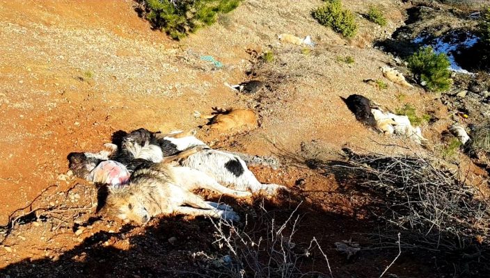 Skandal/ Rreth 20 qen të ngordhur buzë rrugës nacionale Klos – Bulqizë