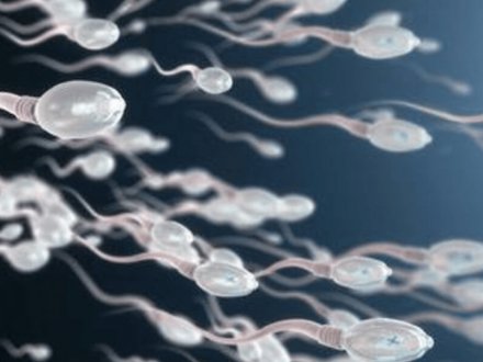Studimi/ Meshkujt që veshin bokse, me nivel më të lartë sperme