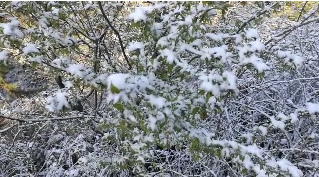 Bora zbardh Bulqizën, dëmtohen pemët frutore