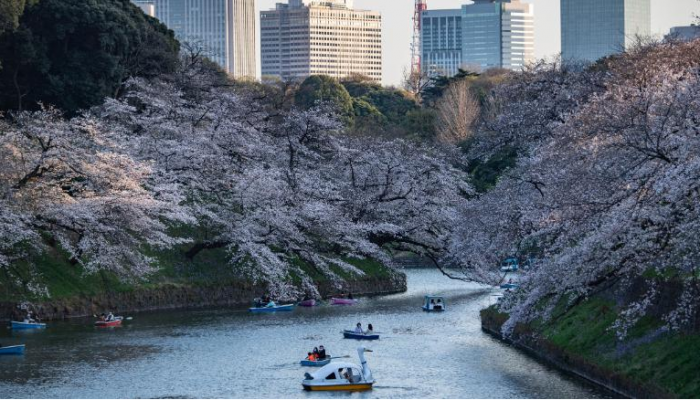 Hera e parë në 1.200 vjet/ Lulet e qershisë në Japoni çelën më herët