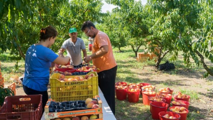 Greqia hap kufirin për punëtorët sezonal nga Shqipëria