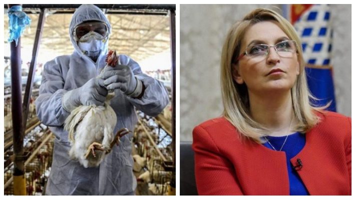 Alarmi nga gripi i shpendëve, Bashkia Shkodër merr vendimin: Do të ndalohet…