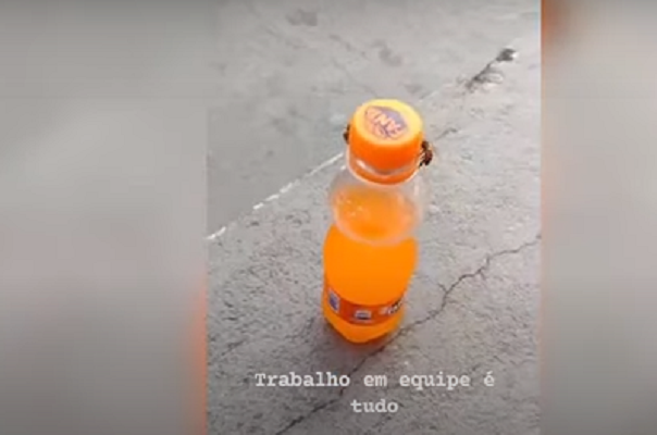 Video e bërë virale/ Dy bletë hapin tapën e shishes 