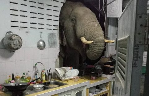 VIDEO/ Elefanti i uritur shemb murin, futet në kuzhinë dhe “vjedh” qesen me oriz