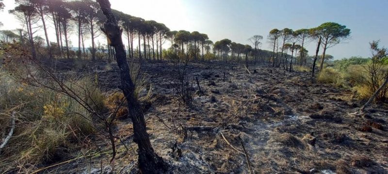Skandal në Divjakë/ I vihet flaka Parkut Kombëtar, zjarri shuhet me shumë vështirësi