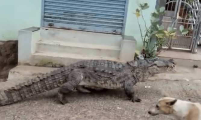 Krokodili “shëtit” nëpër fshat, tmerrohen banorët (Video)