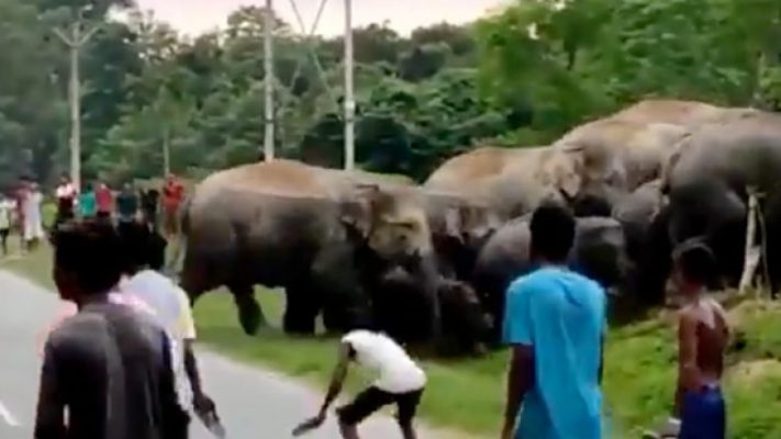 VIDEO/ 45-vjeçari shtypet për vdekje nga elefanti
