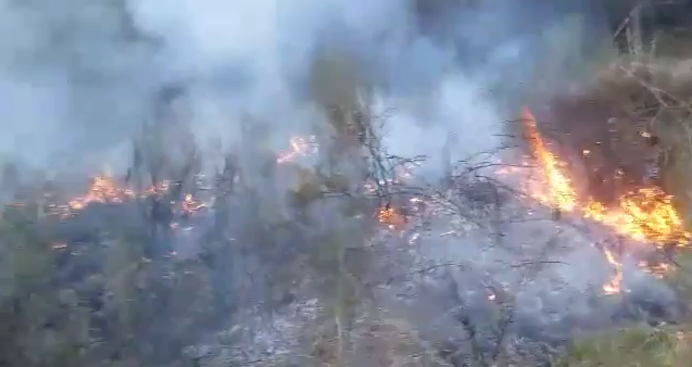 Zjarr i qëllimshëm në Berat, digjen 3 hektarë me shkurre dhe dëllinja