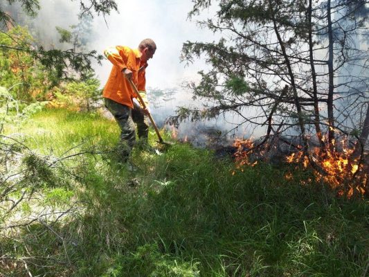 “Barinjtë po djegin pyjet”/ Agjencia e Zonave të Mbrojtura: Të ashpërsohen ndëshkimet