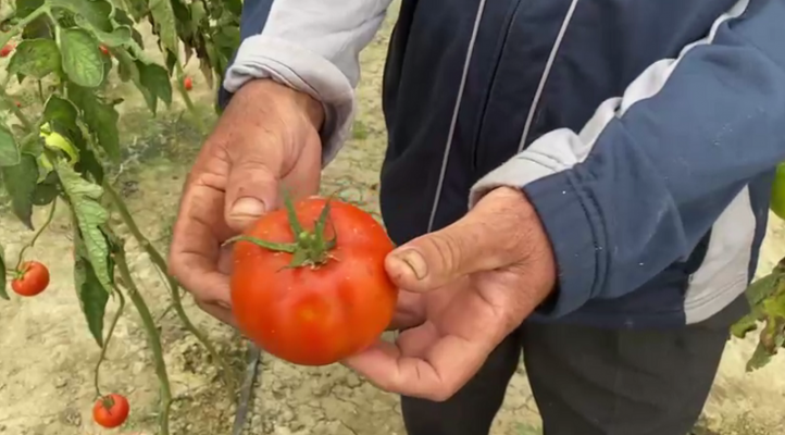 Fara e keqe e domates dëmton fermerët: Miliona lekë të shkuara dëm, shteti të ndërhyjë