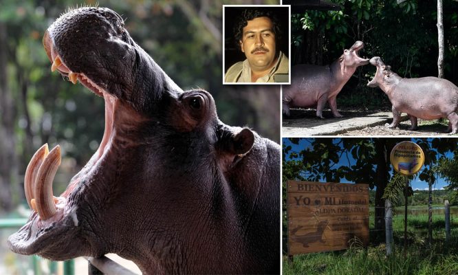 Kolumbia sterilizon hipopotamët, u importuan ilegalisht për herë të parë nga Escobar