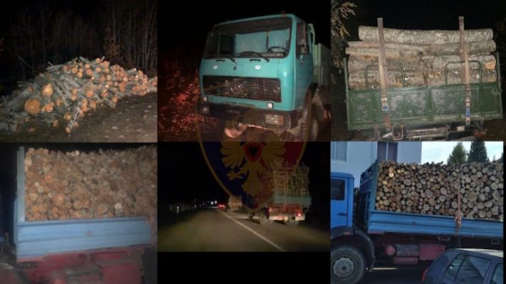 Transportonin lëndë drusore të prerë në mënyrë të paligjshme/ 8 të proceduar penalisht në Shkodër