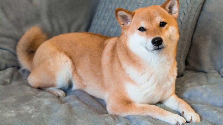 Pas famës në internet, qeni i braktisur shitet për 25 mijë dollarë