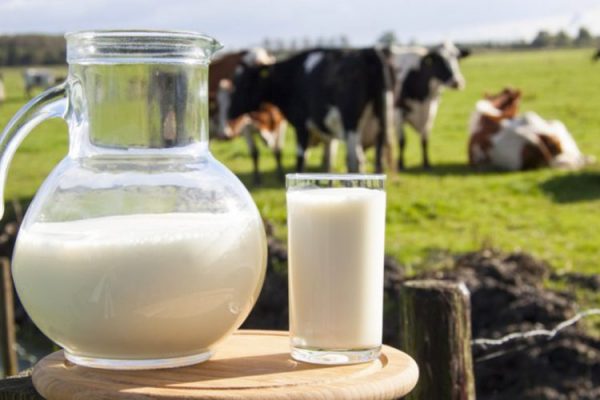 Industria e qumështit në alarm/ “Taksat e reja na çojnë në rrënim”