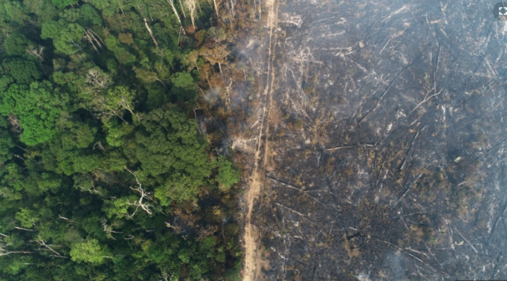 Amazona përjeton shpyllëzimin më të madh në 15 vjet
