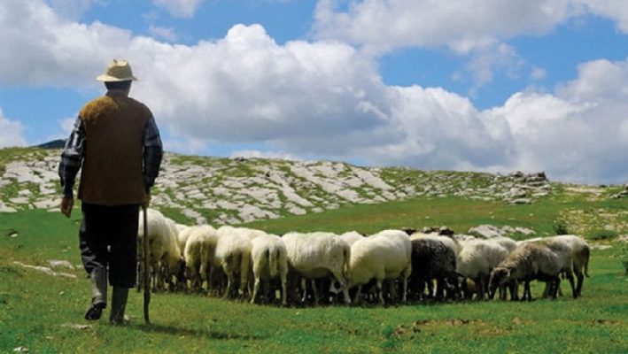 “Akademi për barinjtë”/ Ministrja sqaron deklaratën: U keqkuptua, e kemi parë në Zvicër e Spanjë