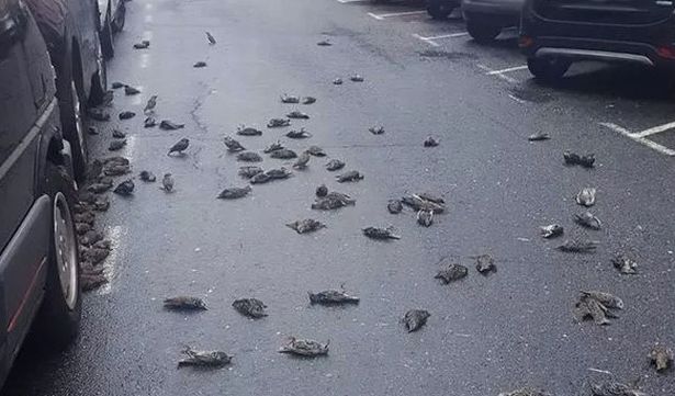 Misteri në Spanjë/ Qindra zogj gjenden të ngordhur në rrugë