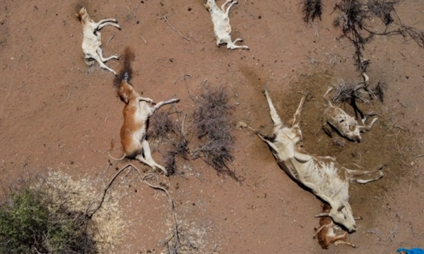 Thatësira rrezikon jetën e njerëzve në Afrikën Lindore, ngordhin qindra kafshë