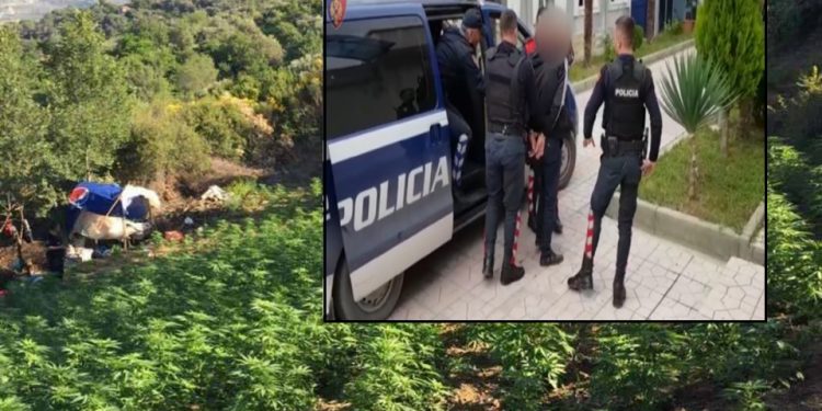SHÇBA “shkrin” policinë e Mallakastrës, arrestohen shefa krimesh dhe policë: Lejuan mbjelljen e drogës buzë lumit Vjosa