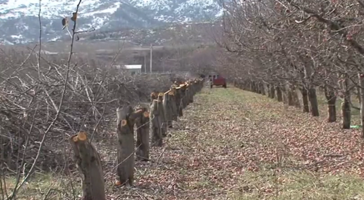 Fermerët e Korçës presin mollët, shkak mungesa e tregut për shitjen e tyre