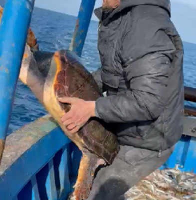 Video-Breshka 50 kg bie në rrjetat e peshkatarëve të Vlorës