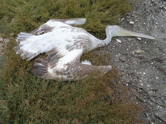 Gripi i shpendëve/ Gjenden të ngordhur tre pelikanë në liqenin e Prespës