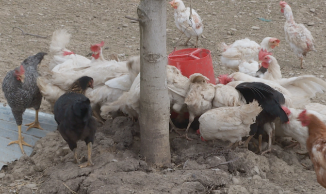 A duhet të konsumojmë pula pas lajmit të bujshëm të këtyre ditëve?