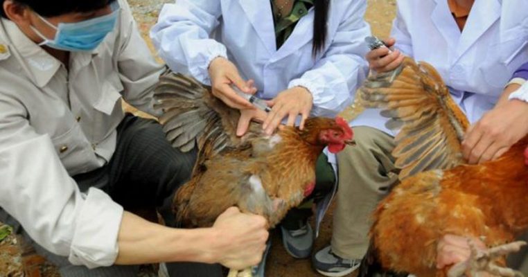 Grip i shpendëve/ Ngrodhin 60 pula në një fermë në fshatin Grabian në Lushnje