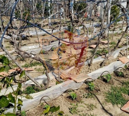 Mbolli 440 rrënjë kanabis mes agrumeve dhe vreshtit, arrestohet 53-vjeçari në Milot
