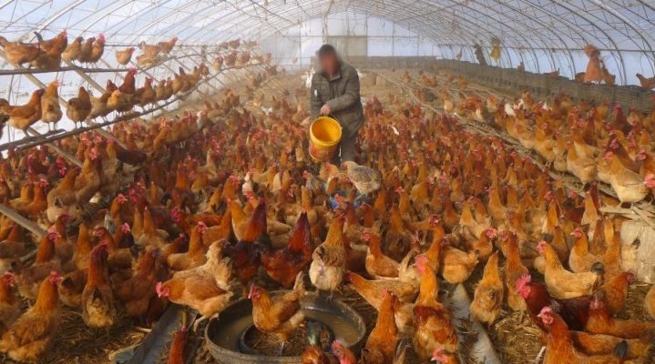 400 mijë pula të ngordhura/ Karantinohen dy pulari në Durrës