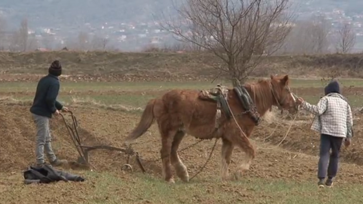 Kriza ndihet në Korçë/ Fermerët punojnë tokën me kalë ose me krahë