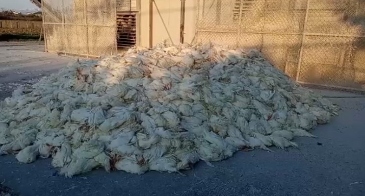 Situatë kritike në Durrës, afro 1 milionë pula të ngordhura nga gripi i shpendëve, asnjë masë për groposjen e tyre