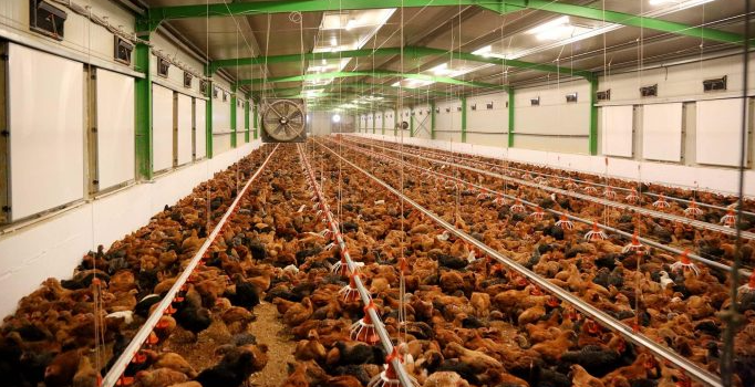Mbi 400 mijë pula të ngordhura/ Ministria e Bujqësisë: Nuk ka raste të gripit të shpendëve