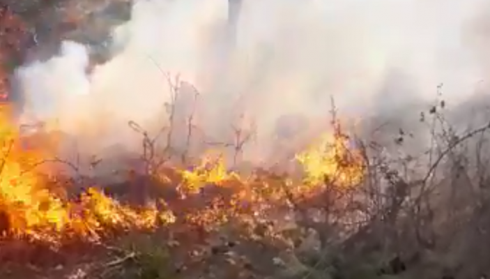 Zjarr i madh në zonën e Tales/ Rrezikohen bizneset përgjatë bregdetit