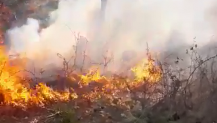 Përfshihet nga flakët masivi pyjor në zonën e Repsit, rrezikohen banesat