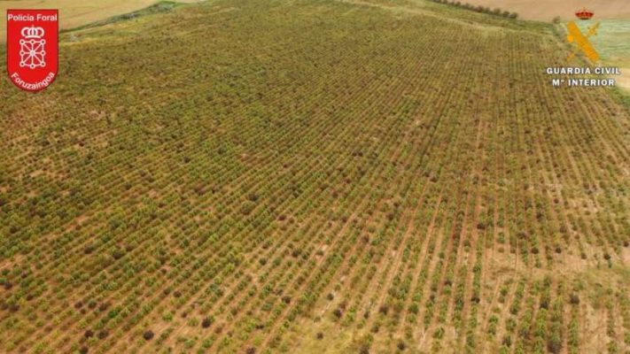 Zbulohet plantacioni i kanabisit/ Spanjë, policia asgjëson 415 mijë bimë me vlerë 100 milionë euro