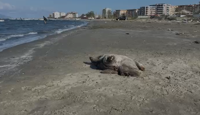 Vlorë/ Dallgët nxjerrin të ngordhur në breg breshkën detare “kareta-kareta” (VIDEO)