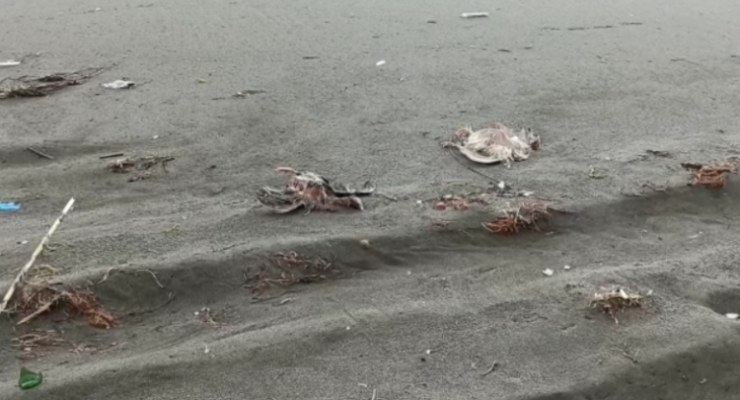 Skandal në Shëngjin, një pjesë e vijës bregdetare është mbuluar me pula të ngordhura