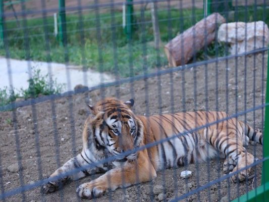 Kopshti i ri Zoologjik çel dyert të shtunën e 4 qershorit, Veliaj fton fëmijët dhe prindërit: Kemi plot surpriza