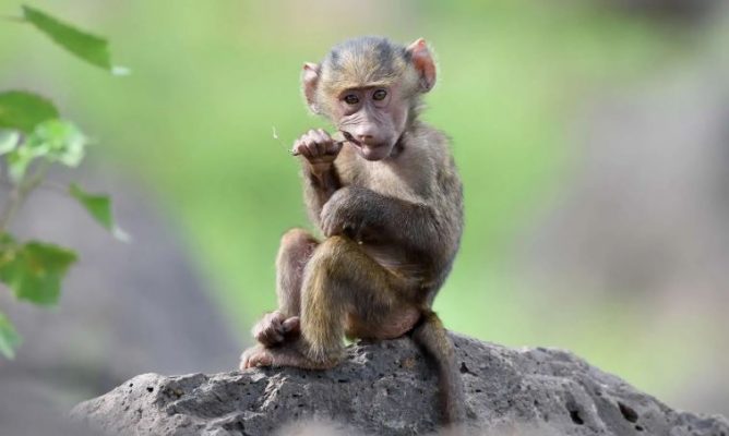 Lija e majmunëve/ Belgjika bëhet vendi i parë që vendos karantinën