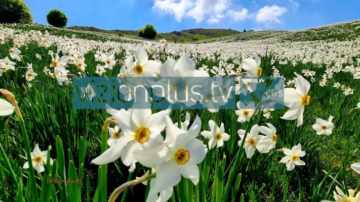 Narcissus Poeticus, lulja e poetit që po tërheq shumë vizitor