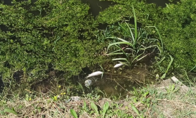 Peshqit e ngordhur mbulojnë ujrat e Lumit Drin, nuk dihen shkaqet