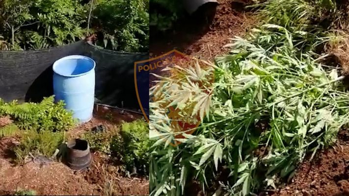 Droni zbulon 560 bimë narkotike në Velipojë/ Arrestohet 24-vjeçari, në kërkim shoku i tij