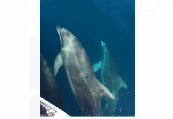 Pamje të mrekullueshme nga Vlora/ Familja e delfinëve dhurojnë spektakël