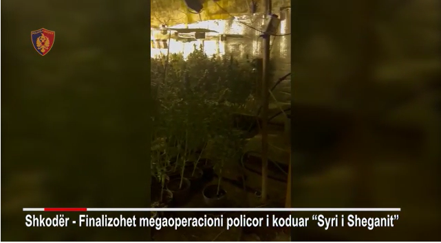 ‘Shtëpi bari” në Koplik/ Policia sekuestron qindra bimë narkotike, arrestohen 6 persona